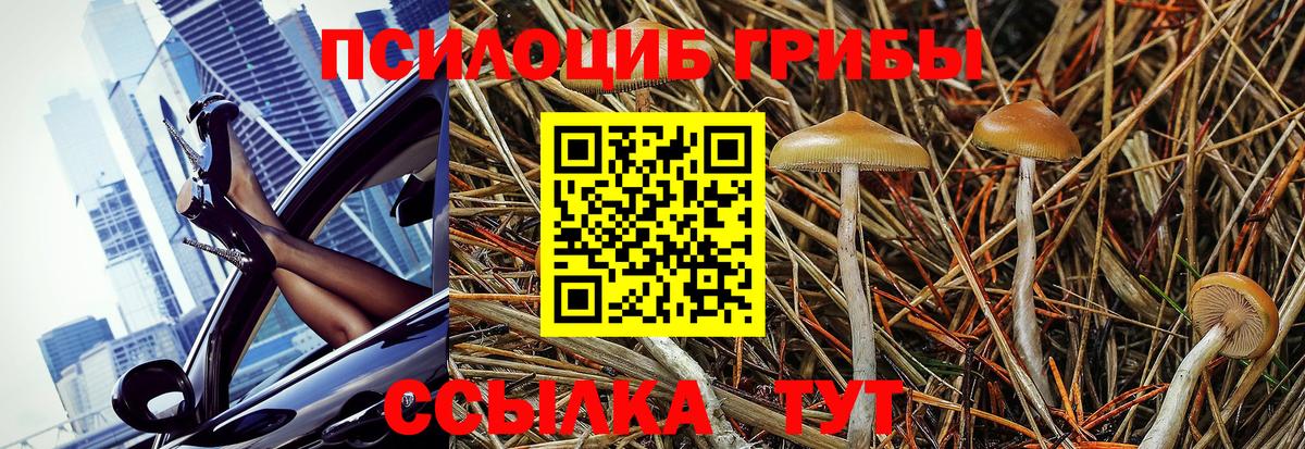 Галлюциногенные грибы Psilocybine cubensis Прохладный